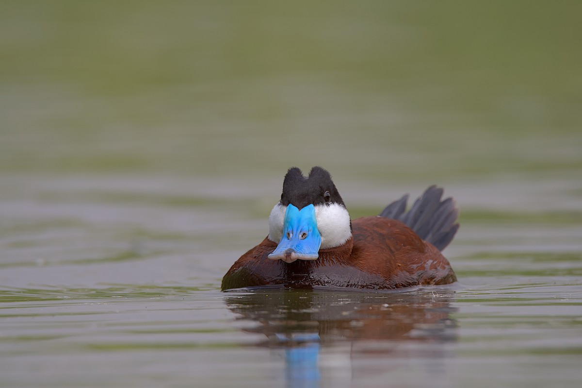 Ruddy Duck - Juan Pablo Fonseca Amaro