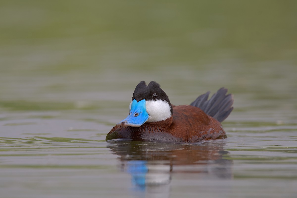 Ruddy Duck - Juan Pablo Fonseca Amaro