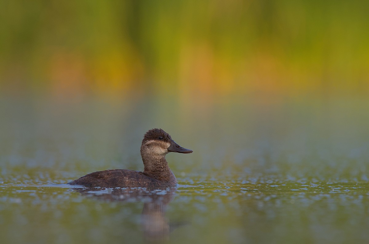 Ruddy Duck - ML609689405