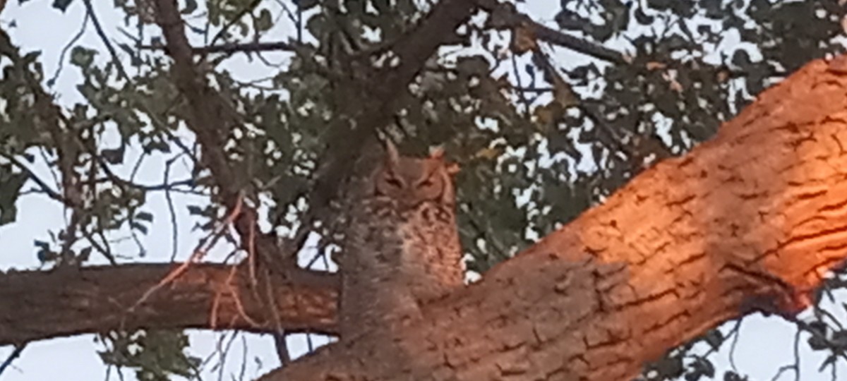 Great Horned Owl - ML609689441
