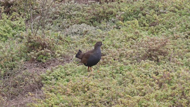 Gallinule aborigène - ML609689473