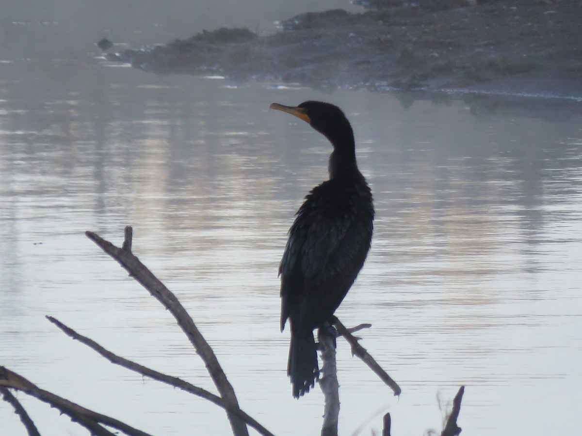 Double-crested Cormorant - ML609689525