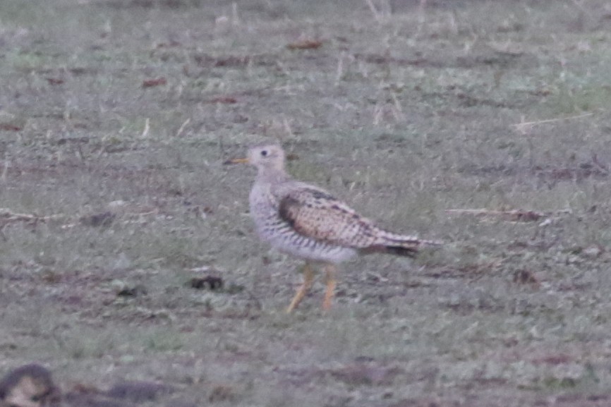 Upland Sandpiper - ML609689699