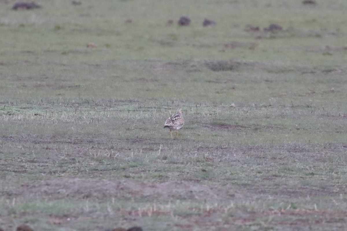 Upland Sandpiper - ML609689700