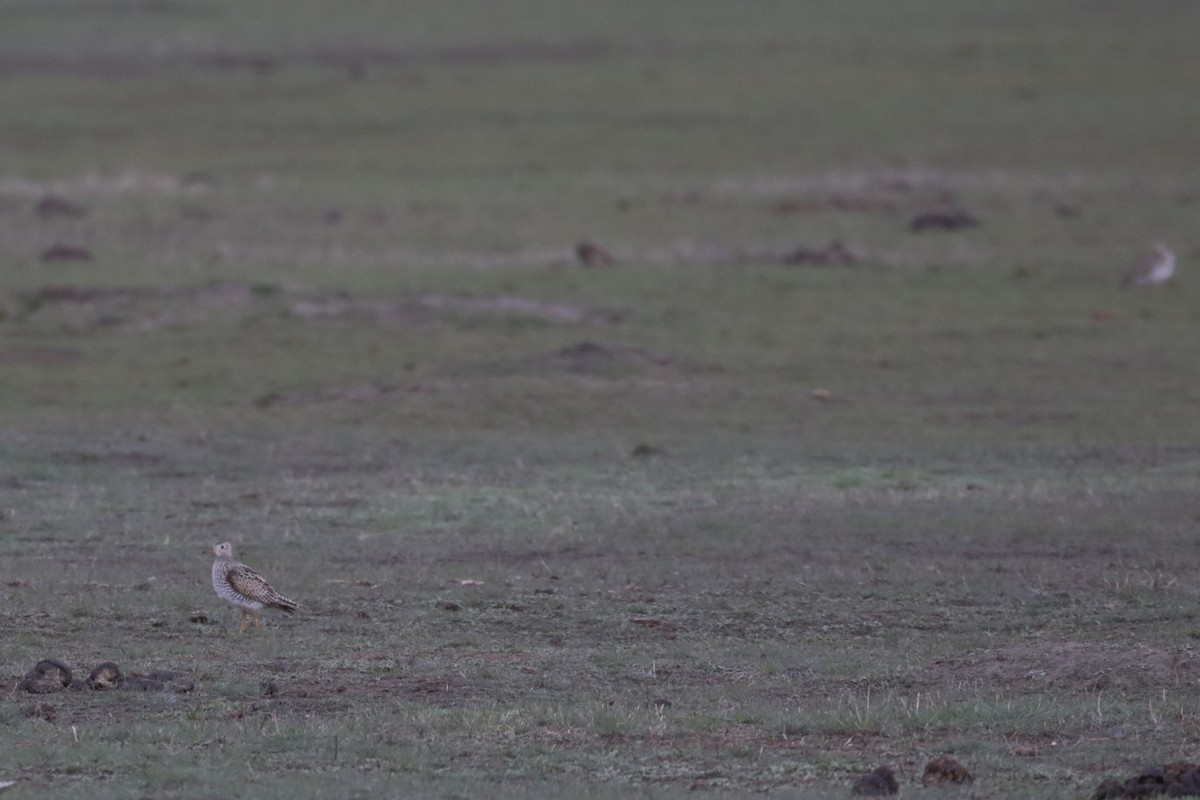 Upland Sandpiper - ML609689701