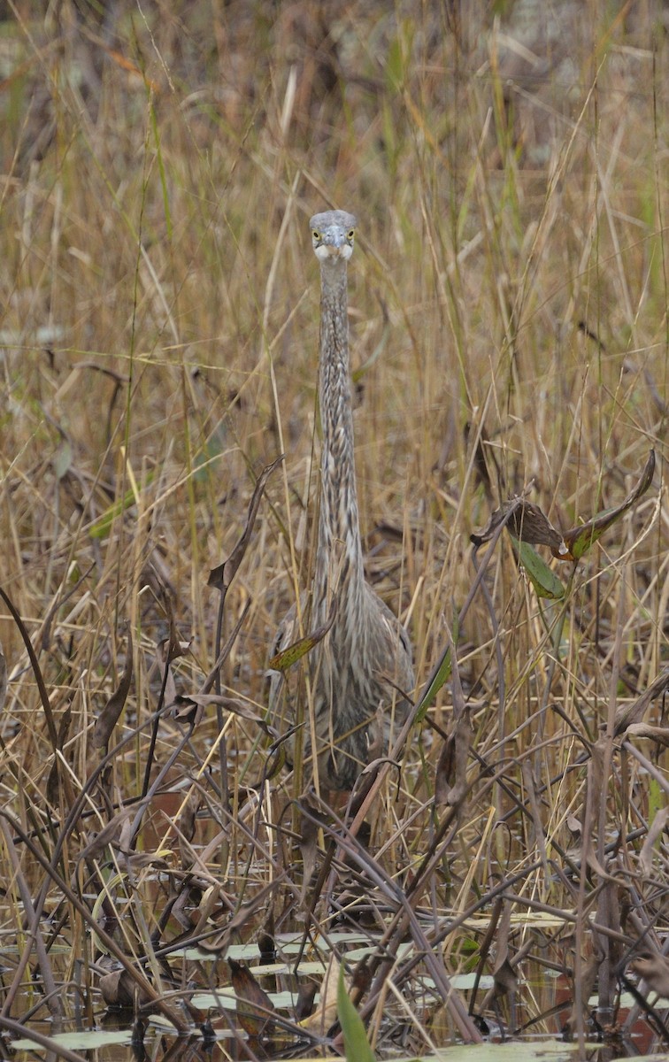 Great Blue Heron - Woody Gillies