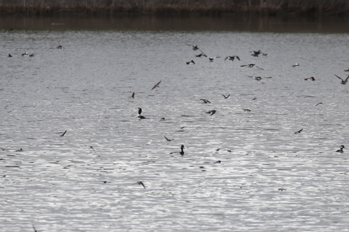 Lesser Scaup - ML609689816