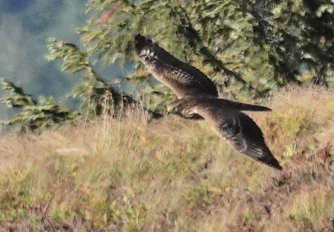 American Goshawk - ML609689825