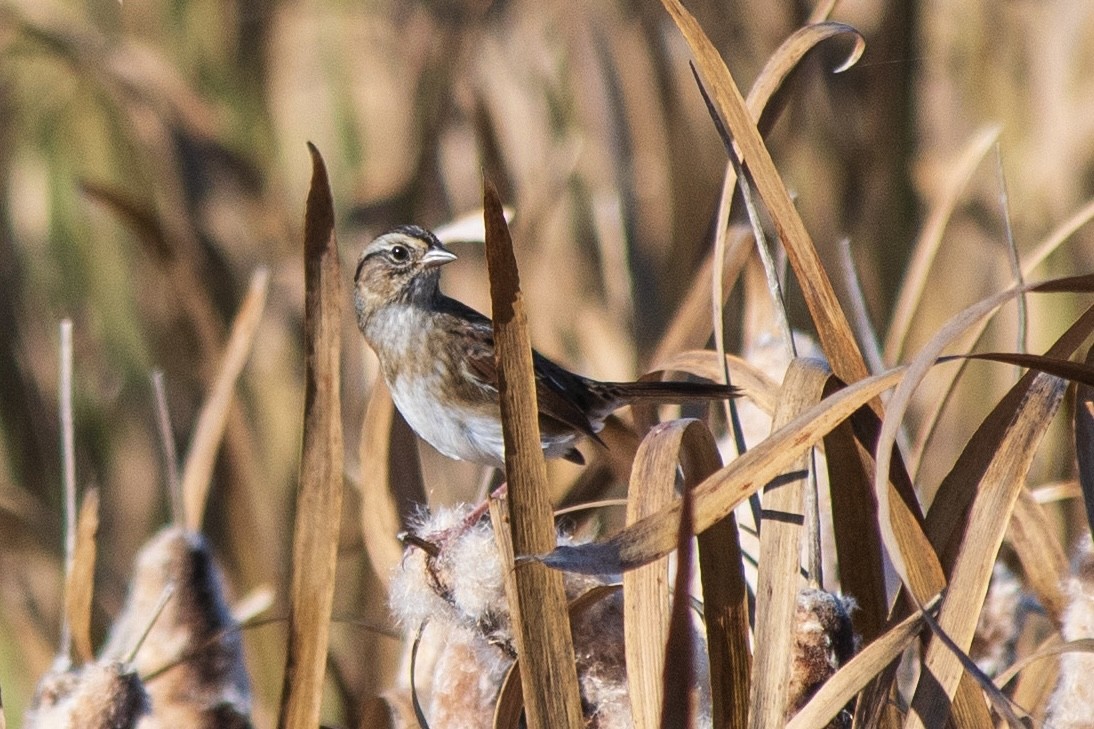 Swamp Sparrow - ML609689944