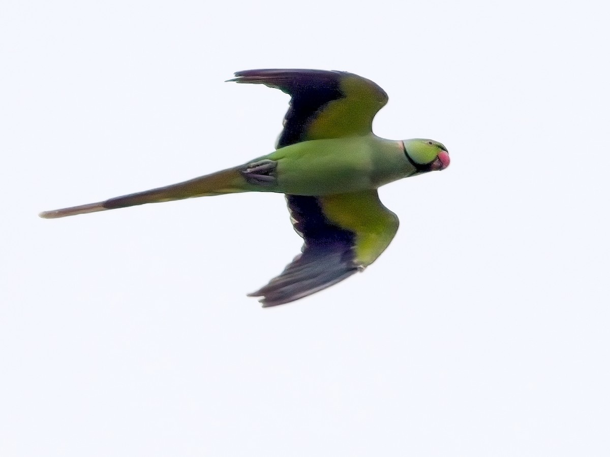 Rose-ringed Parakeet - ML609689968