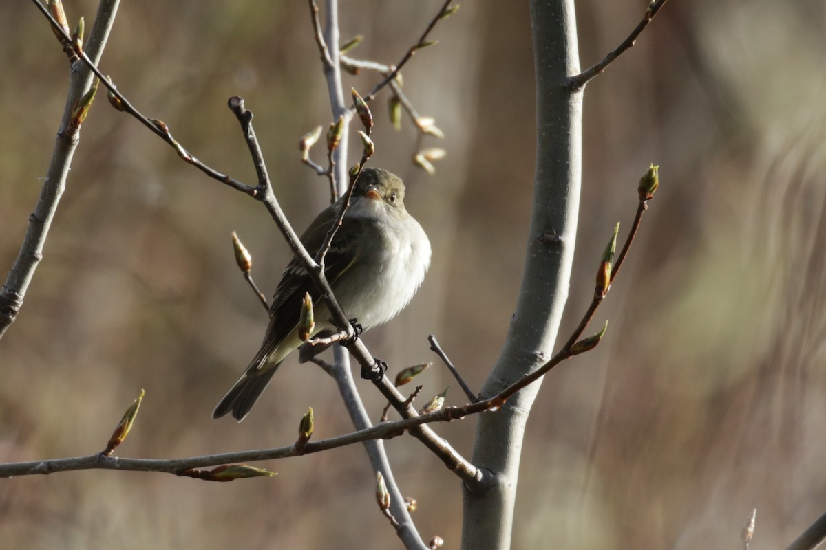 Alder Flycatcher - ML609689970