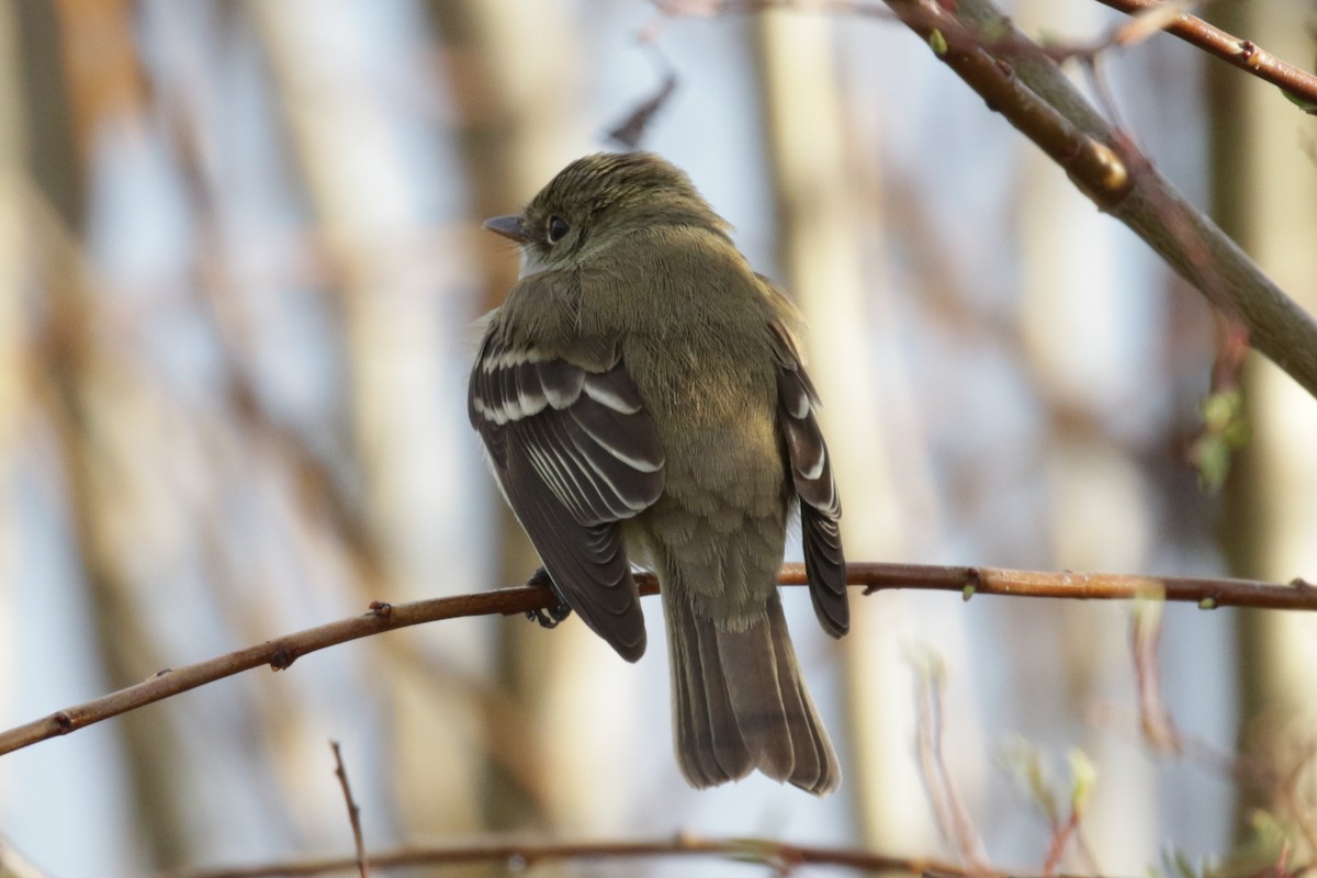 Alder Flycatcher - ML609689971