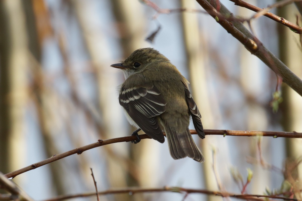 Alder Flycatcher - ML609689972