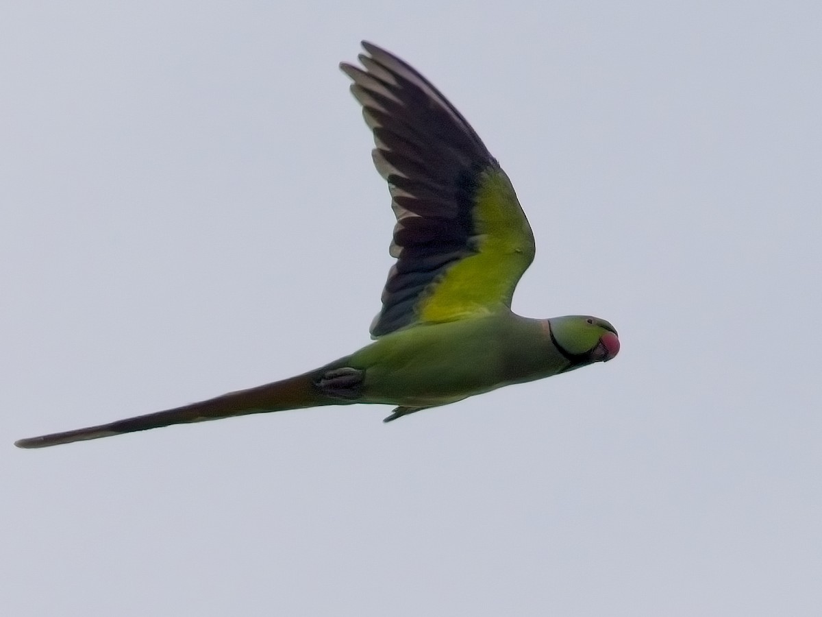 Rose-ringed Parakeet - ML609689985