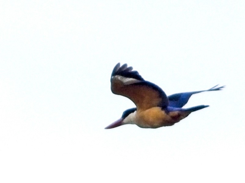 Black-capped Kingfisher - ML609689990