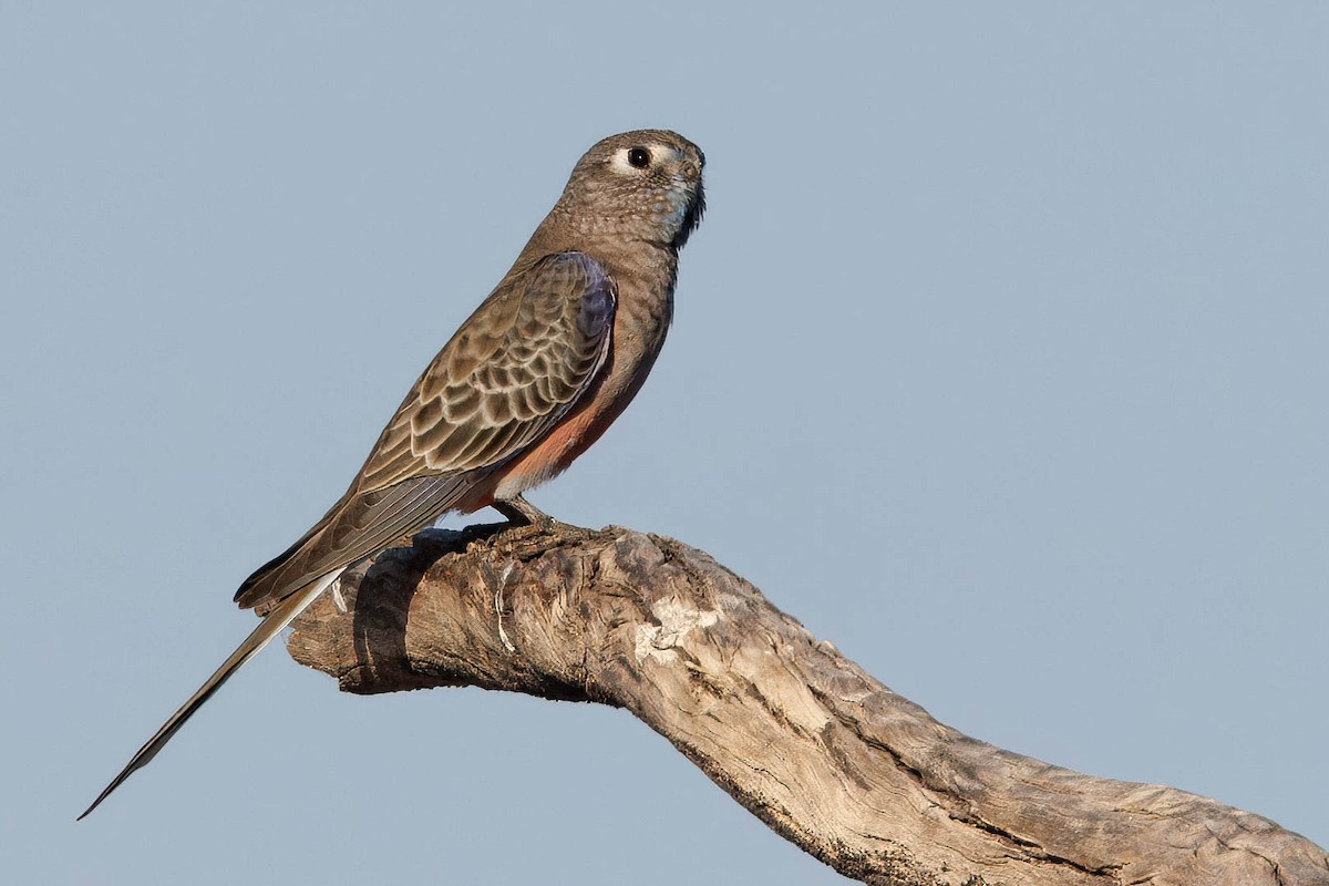 Bourke's Parrot - ML609690038