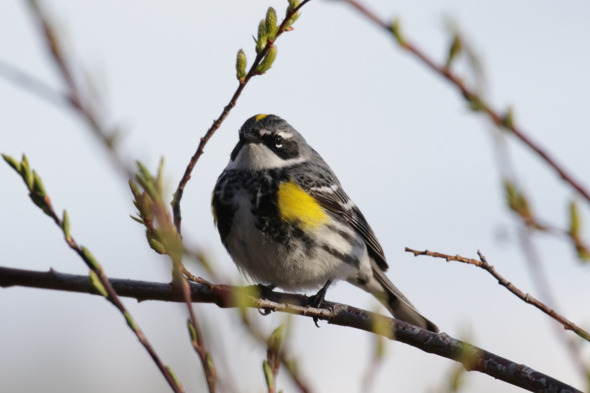 Yellow-rumped Warbler - ML609690055