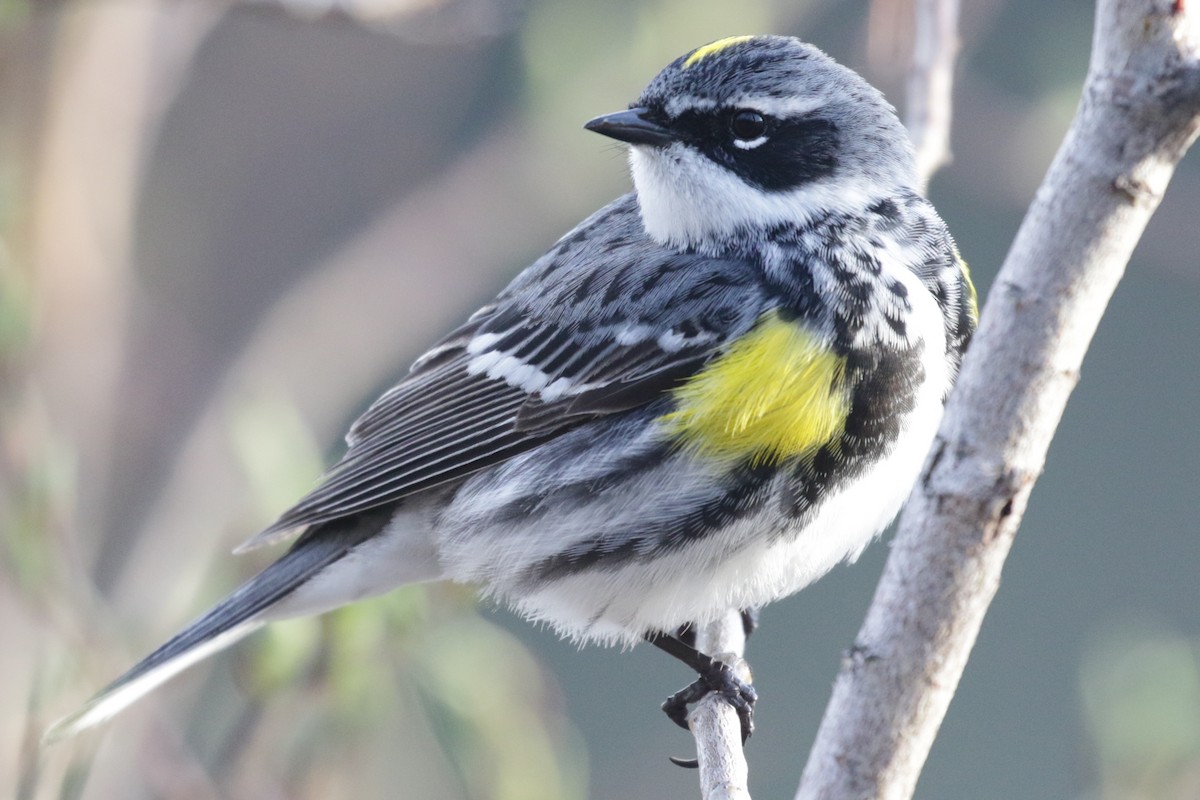 Yellow-rumped Warbler - ML609690058