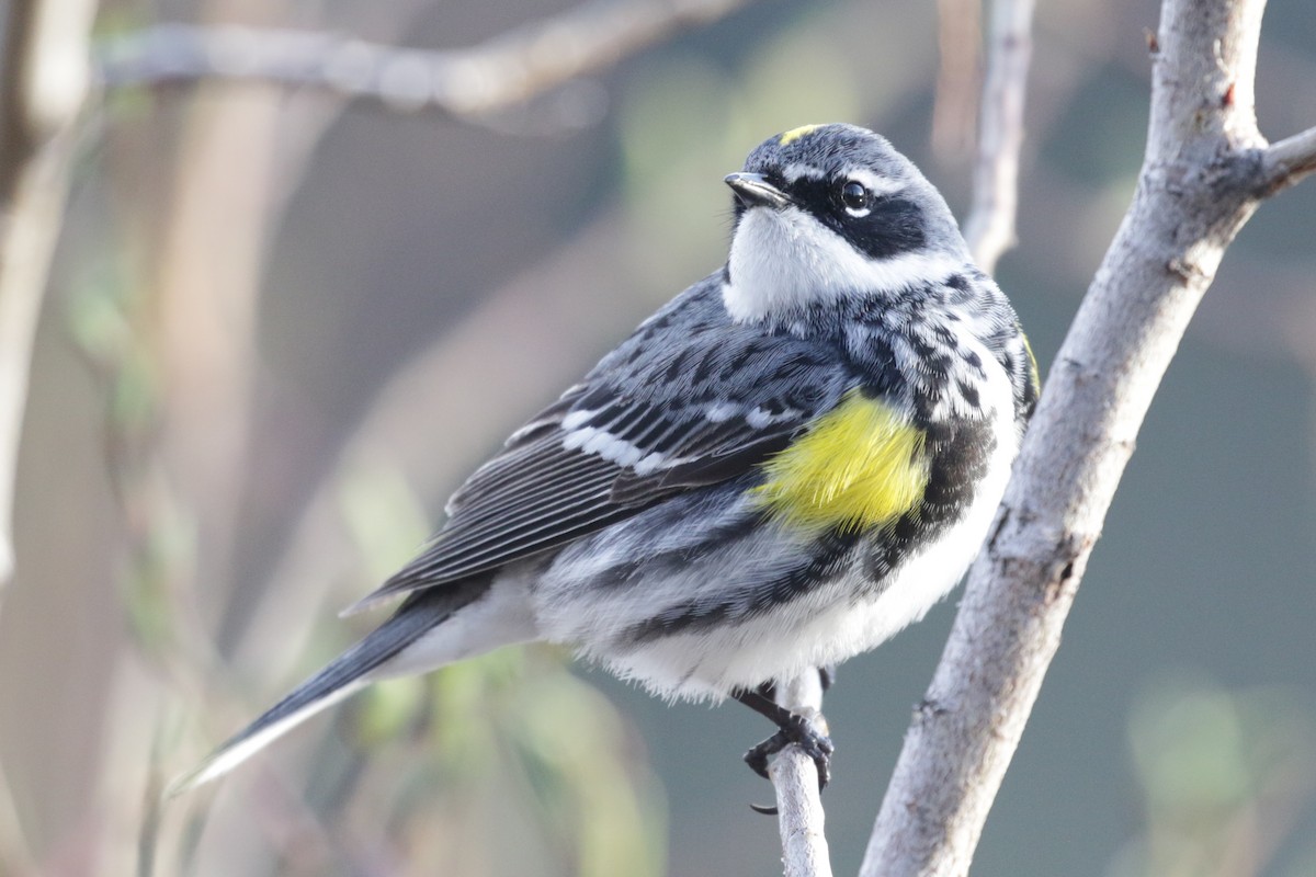 Yellow-rumped Warbler - ML609690060