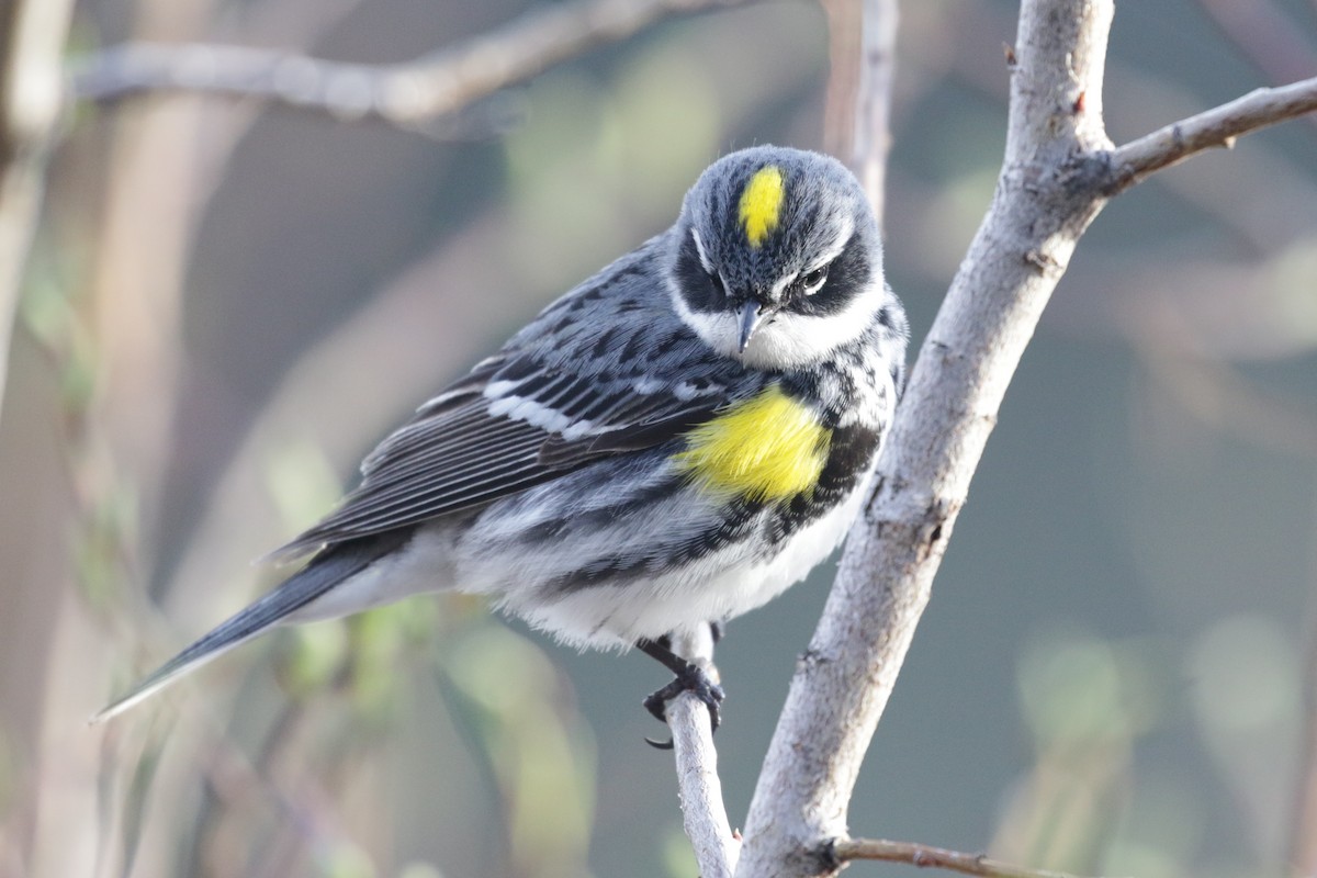 Yellow-rumped Warbler - ML609690062