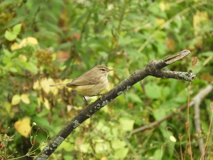 Palm Warbler - ML609690084