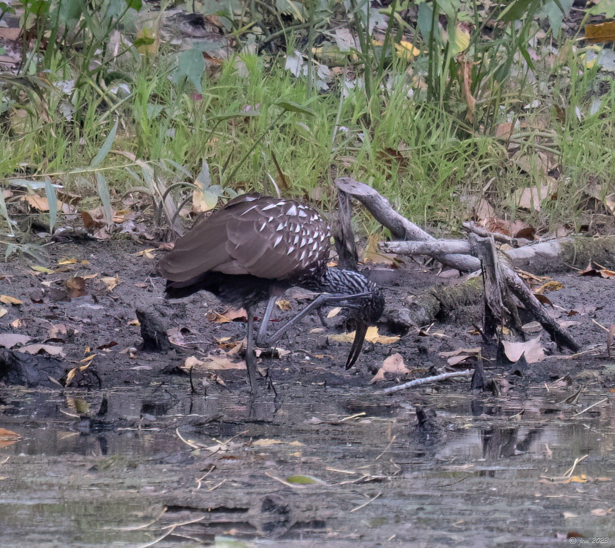 Limpkin - ML609690095