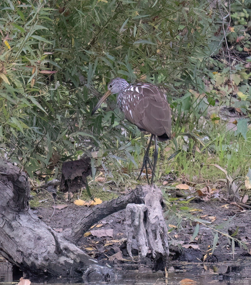 Limpkin - ML609690096