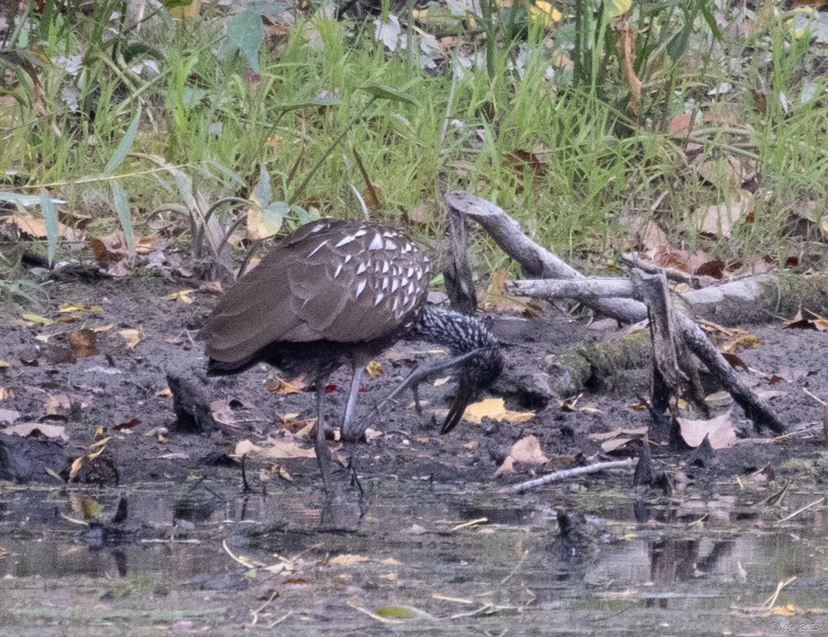 Limpkin - ML609690098