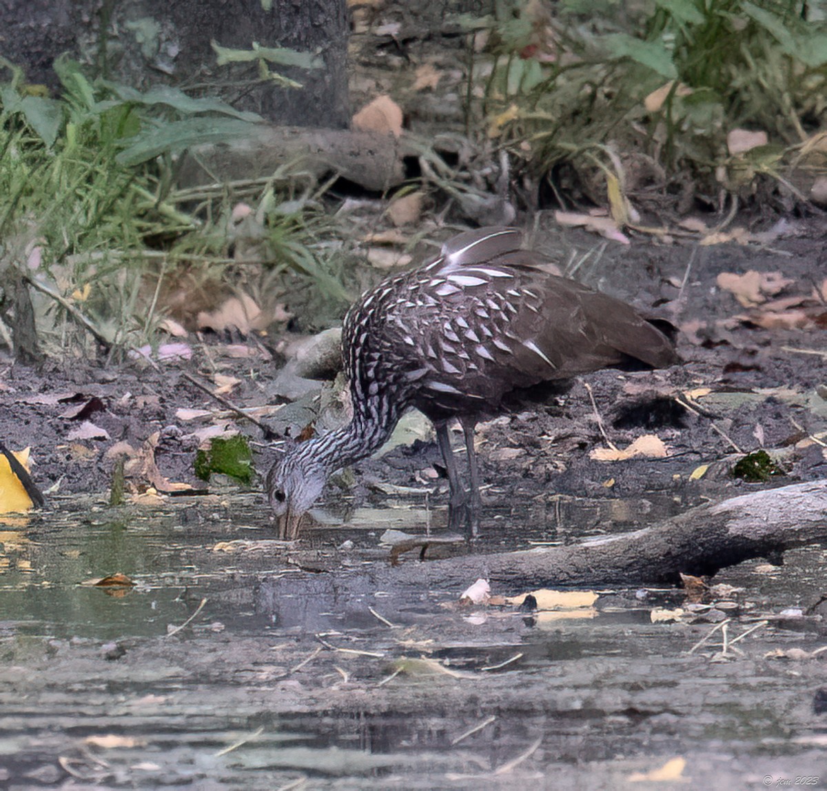 Limpkin - ML609690100