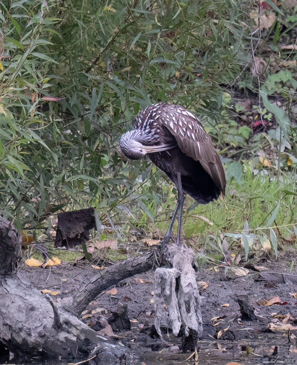 Limpkin - Carl & Judi Manning