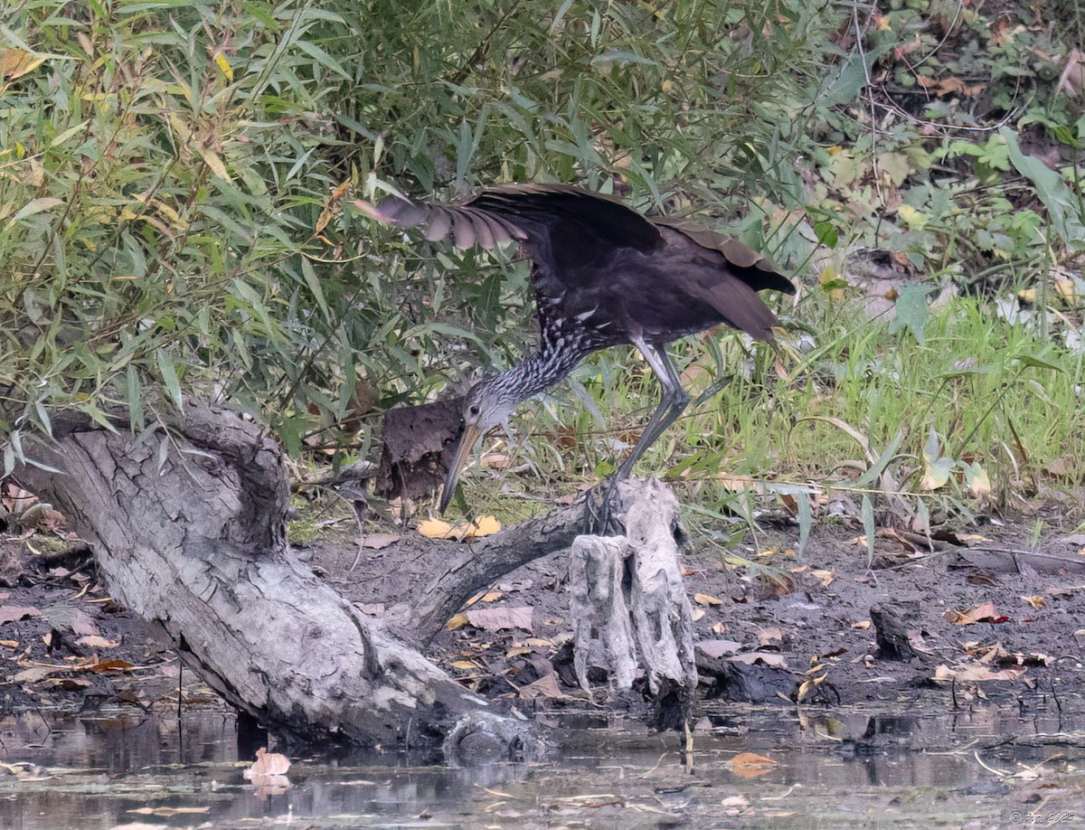 Limpkin - ML609690103