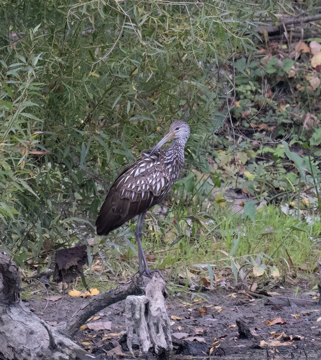 Limpkin - ML609690105