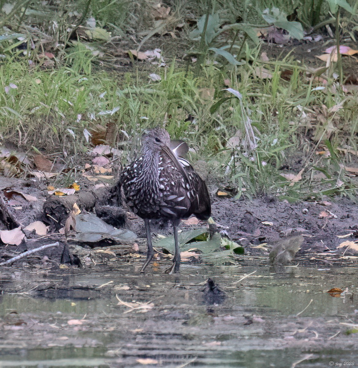 Limpkin - ML609690106