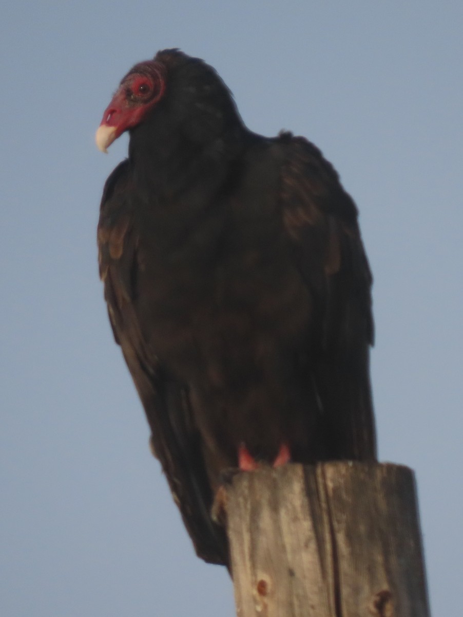 Turkey Vulture - ML609690114