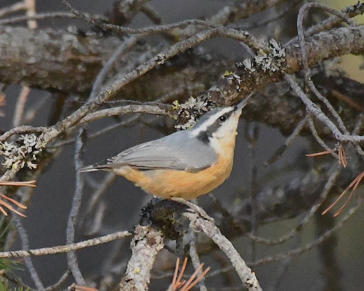 Red-breasted Nuthatch - ML609690176