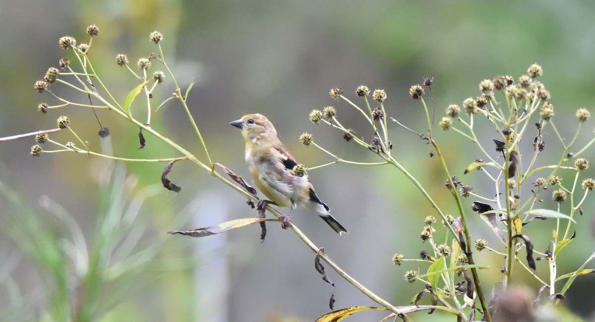 American Goldfinch - ML609690232