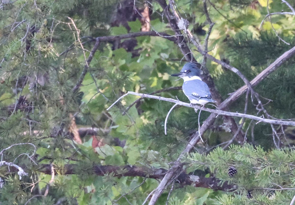Belted Kingfisher - ML609690336