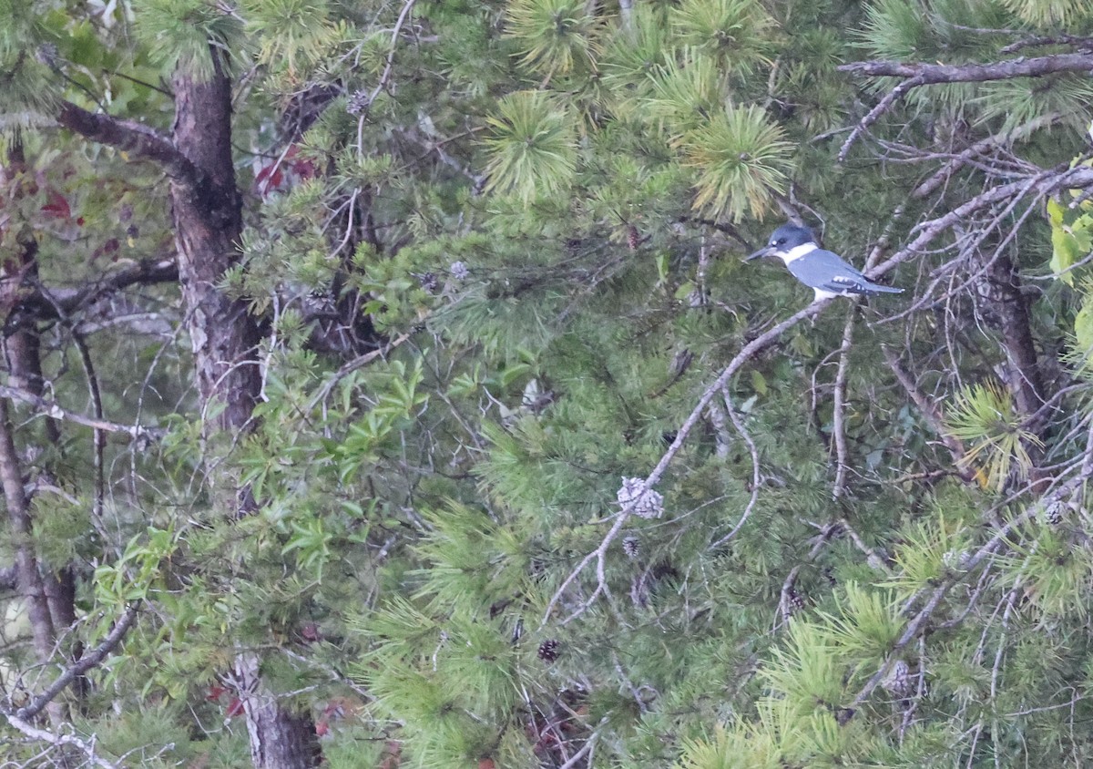 Belted Kingfisher - Tracy Drake