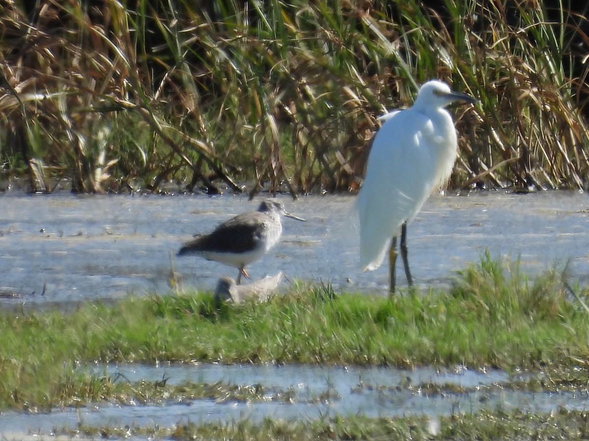 Snowy Egret - ML609690367