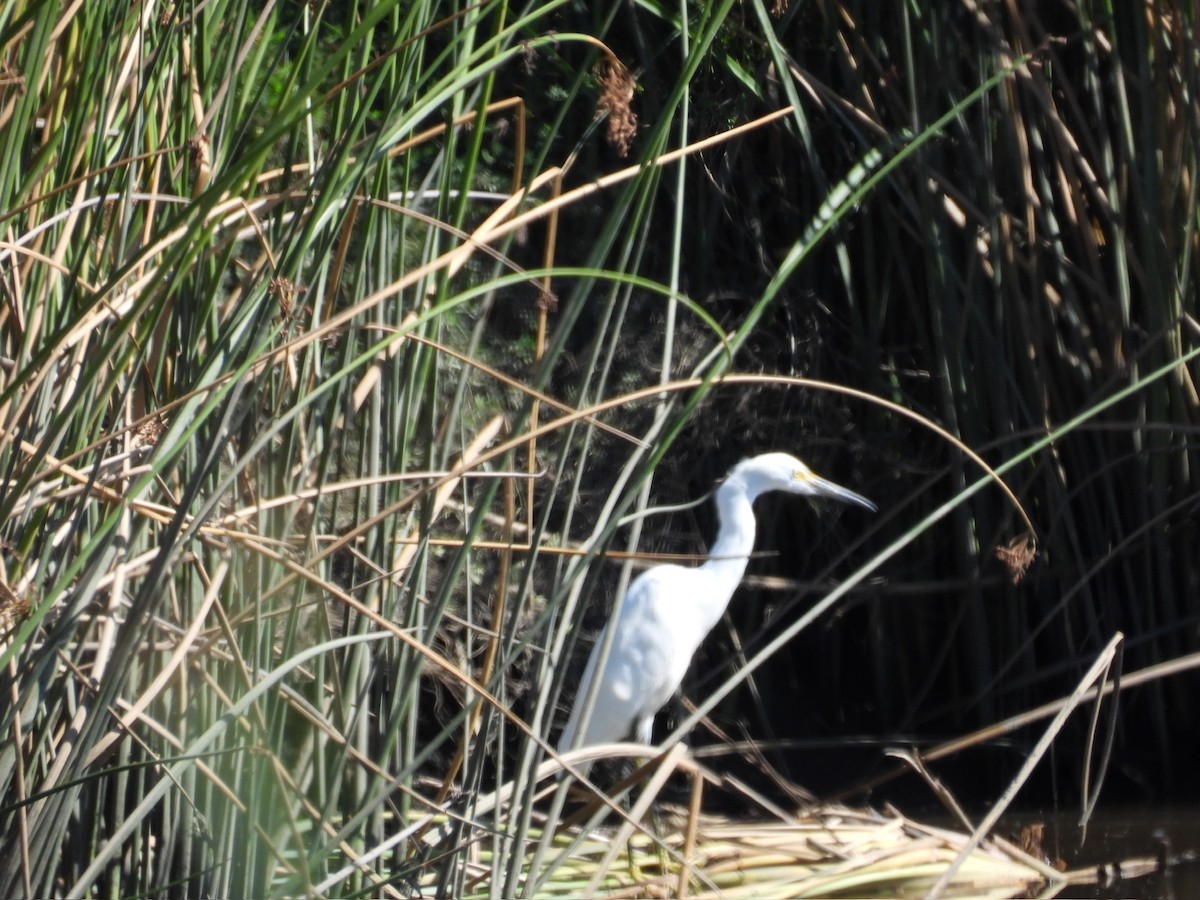 Snowy Egret - ML609690368