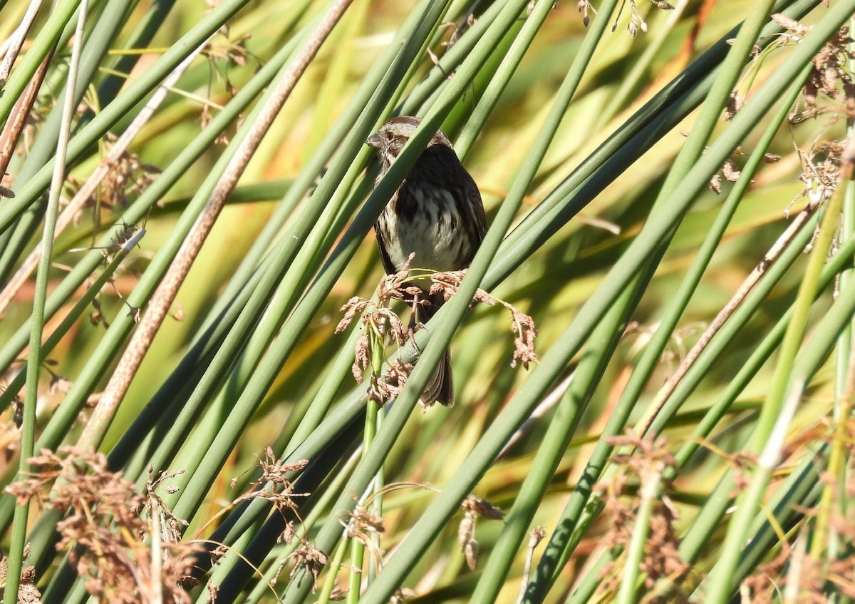 Song Sparrow - ML609690377