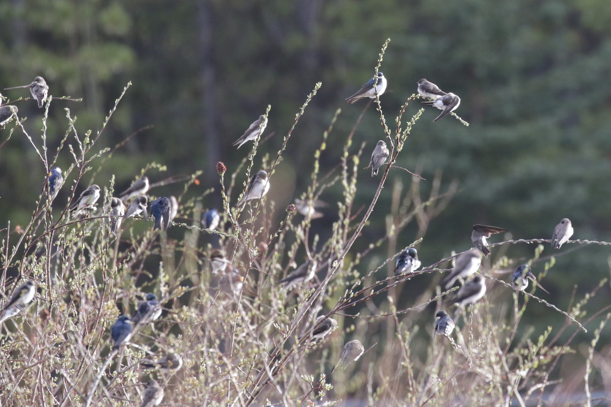 Tree Swallow - ML609690379