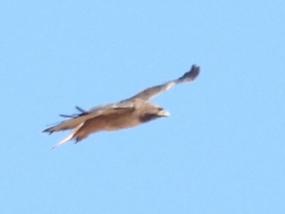 Red-shouldered Hawk - ML609690389