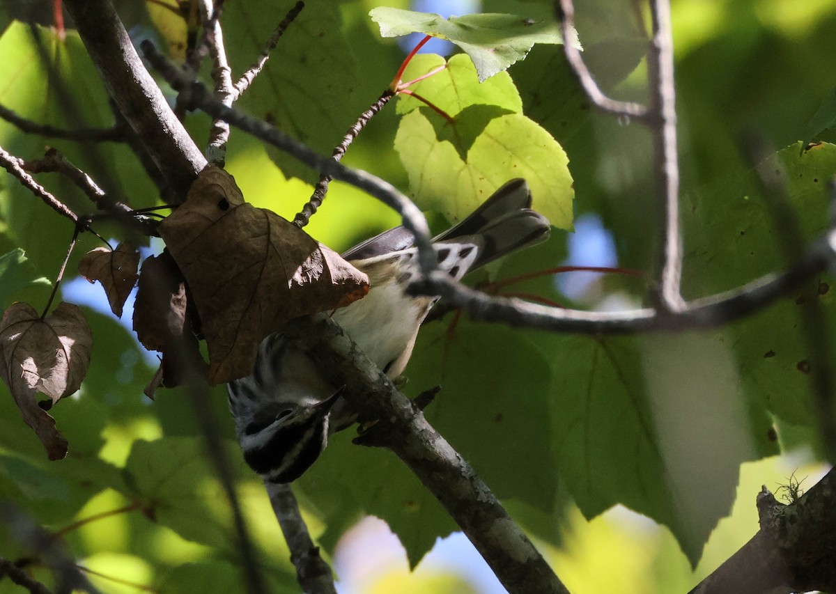 Black-and-white Warbler - Tracy Drake