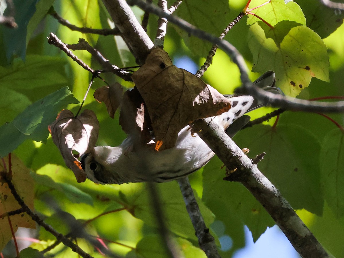 Black-and-white Warbler - ML609690393