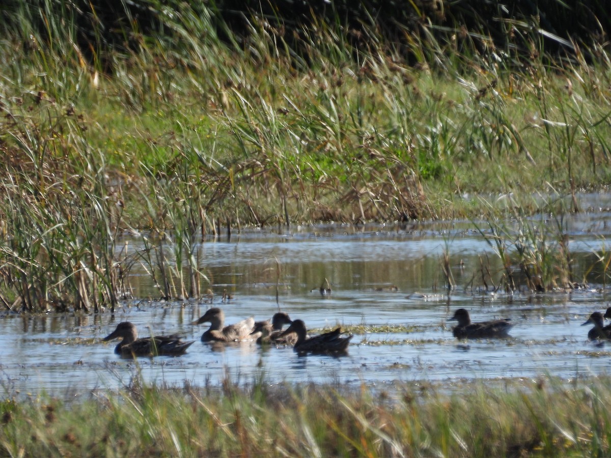 Northern Shoveler - ML609690404