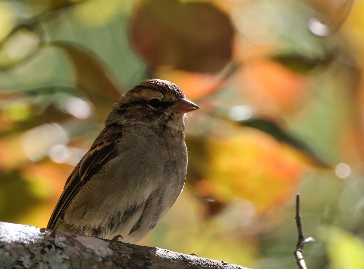 Chipping Sparrow - ML609690407