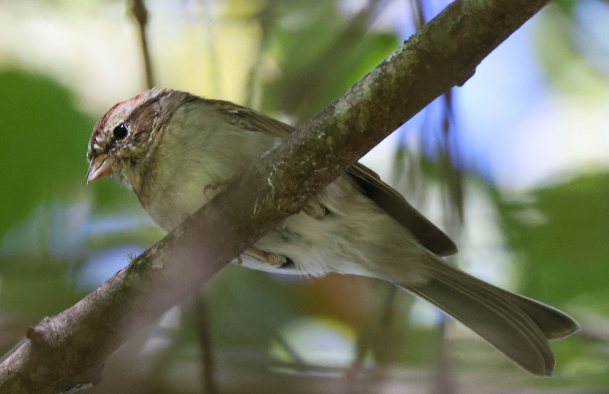 Chipping Sparrow - ML609690408