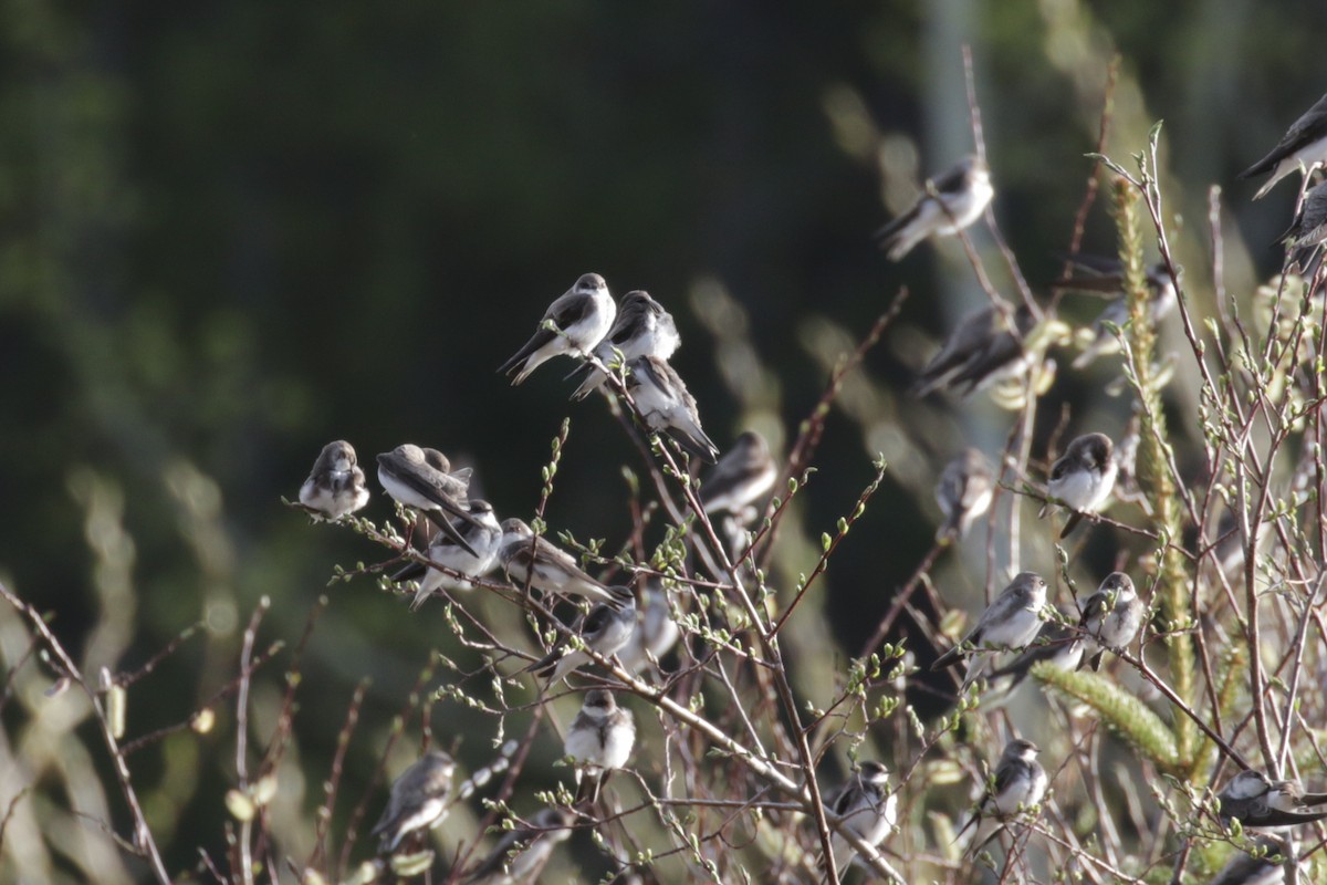 Bank Swallow - ML609690414