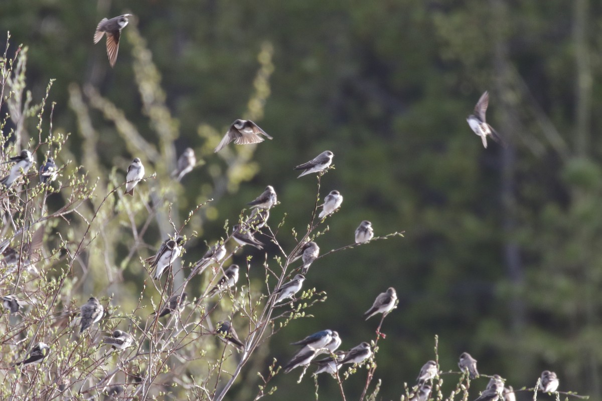 Bank Swallow - ML609690415